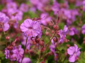 Cambridge-Storchschnabel 'Karmina', Geranium x cantabrigiense 'Karmina', Containerware von Geranium x cantabrigiense 'Karmina'