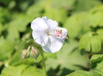 Cambridge Storchschnabel 'Saint Ola', Geranium x cantabrigiense 'Saint Ola', Topfware von Geranium x cantabrigiense 'Saint Ola'