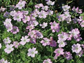 Storchschnabel 'Dreamland', Geranium x cultorum 'Dreamland', Containerware von Geranium x cultorum 'Dreamland'