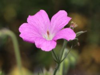 Oxford-Storchschnabel  'Claridge Druce', Geranium x oxonianum 'Claridge Druce', Topfware von Geranium x oxonianum 'Claridge Druce'