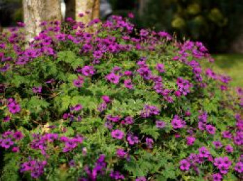 Storchschnabel 'Dragon Heart', Geranium x psilostemon 'Dragon Heart', Topfware von Geranium x psilostemon 'Dragon Heart'