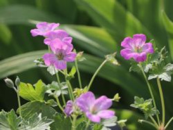 Storchschnabel 'Mavis Simpson', Geranium x riversleaianum 'Mavis Simpson', Topfware von Geranium x riversleaianum 'Mavis Simpson'