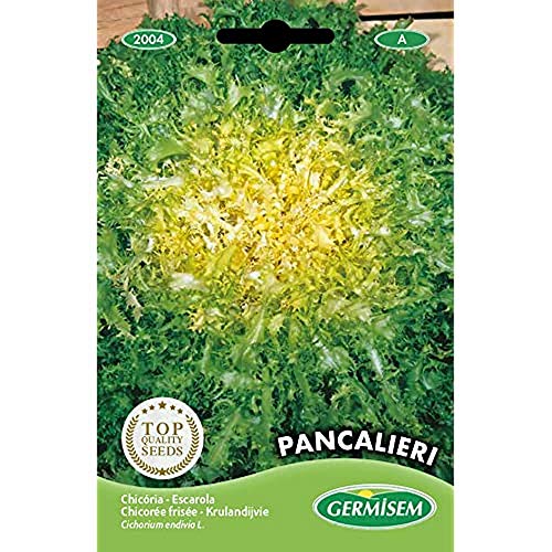 Germisem Endivie PANCALIÈRE EC2004 Mehrfarbig von Germisem