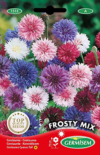 Germisem Kornblume FROSTY MIX EC1513 mehrfarbig von Germisem