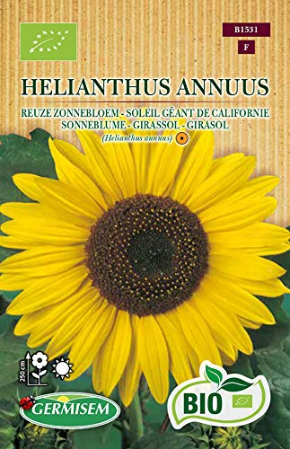 Germisem Sonneblume HELIANTHUS ANNUUS, ECBIO1531 von Germisem