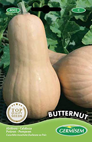 Kürbis Butternut von Germisem