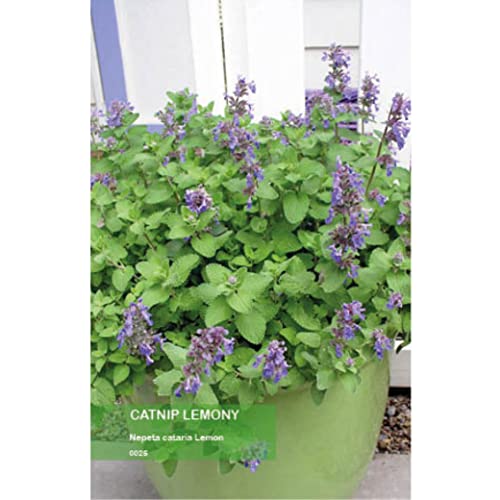 Nepeta Cataria Lemon - Catnip von Germisem