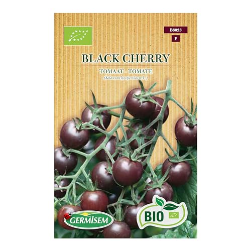 Tomate Black Cherry von Germisem