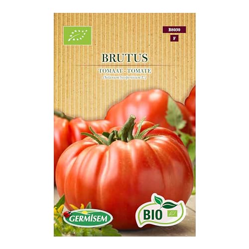 Tomate Brutus von Germisem