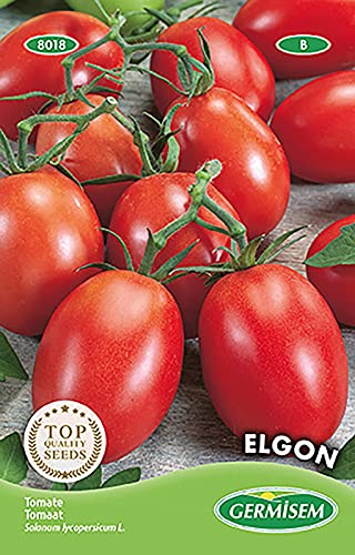 Tomate ELGON von Germisem