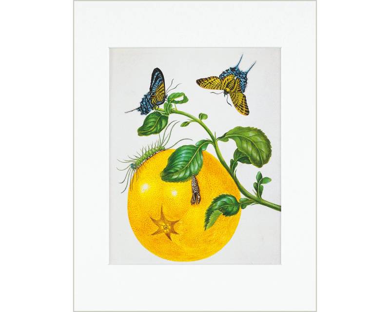 Gerstenberg Verlag Bild mit Rahmen Maria Sibylla Merian - gerahmter Druck \"Branch of Pomelo\""" Gerstenberg Verlag Bild mit Rahmen Maria Sibylla Merian - gerahmter Druck \"Branch of Pomelo\""" von Gerstenberg Verlag