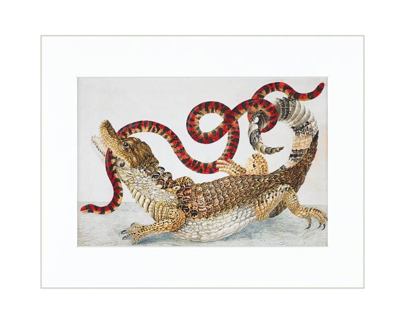 Gerstenberg Verlag Bild mit Rahmen Maria Sibylla Merian - gerahmter Druck \"Caiman\""" von Gerstenberg Verlag