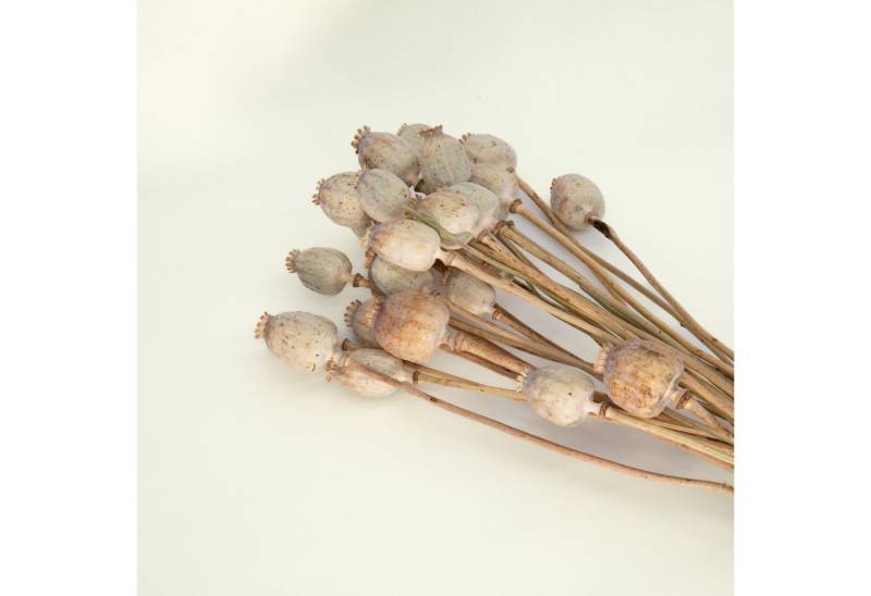 Trockenblume Trockenblumen Mohn mit Vase Vio, Geschenkbox, Feldstrauß Mohnblumen mit Vase Vio Trockenblume Trockenblumen Mohn mit Vase Vio, Geschenkbox, Feldstrauß Mohnblumen mit Vase Vio von Geschenkbox