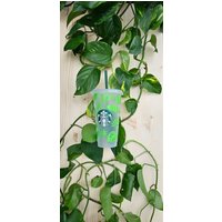 Cold Cup "Palmenblätter" von GeschenkeweltNRW