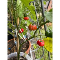 Chili Sorte Pumpkin, Kürbis - 10+ Samen, Saatgut, Samenfest, Scharf, Hot Chili Sorte Pumpkin, Kürbis - 10+ Samen, Saatgut, Samenfest, Scharf, Hot von GeschwisterSamen