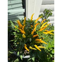 Snackpaprika Riot G - 20+ Samen, Saatgut, Samenfest, Süße Paprika Snackpaprika Riot G - 20+ Samen, Saatgut, Samenfest, Süße Paprika von GeschwisterSamen