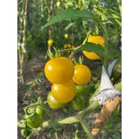 Tomate White Cherry 20+ Samen Schmackhafte Weiß/Gelbe Massenertrag Tomaten Sorte Samenfest Saatgut Tomate White Cherry 20+ Samen Schmackhafte Weiß/Gelbe Massenertrag Tomaten Sorte Samenfest Saatgut von GeschwisterSamen