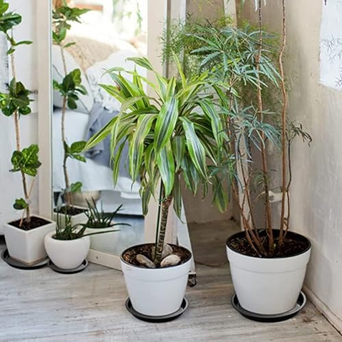 2 x Blumentopf-Untersetzer, runde Tabletts zum Sammeln von Wasser, unverzichtbar für Haus und Garten (15,2 cm) von Getdoublerich