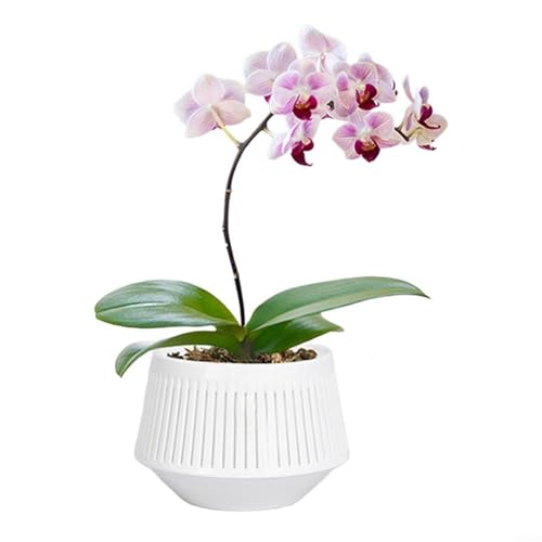 Gettimore Zimmerpflanzenbehälter mit doppellagigem Design, atmungsaktiver Kunststoff-Blumentopf, Wurzelkontrollsystem Gettimore Zimmerpflanzenbehälter mit doppellagigem Design, atmungsaktiver Kunststoff-Blumentopf, Wurzelkontrollsystem von Gettimore