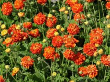 Nelkenwurz 'Orange Pumpkin', Geum 'Orange Pumpkin', Topfware von Geum 'Orange Pumpkin'