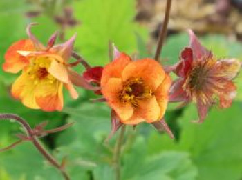 Nelkenwurz 'Alabama Slammer', Geum chiloense 'Alabama Slammer', Containerware von Geum chiloense 'Alabama Slammer'
