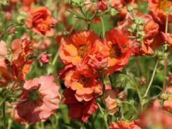 Chilenische Nelkenwurz 'Coral Tempest', Geum chiloense 'Coral Tempest', Topfware von Geum chiloense 'Coral Tempest'