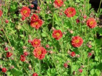 Nelkenwurz 'Fiery Tempest', Geum chiloense 'Fiery Tempest', Topfware von Geum chiloense 'Fiery Tempest'