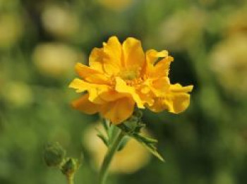 Chilenische Nelkenwurz 'Lady Stratheden', Geum chiloense 'Lady Stratheden', Containerware von Geum chiloense 'Lady Stratheden'