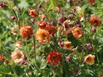 Nelkenwurz 'Mai Tai' ®, Geum chiloense 'Mai Tai' ®, Topfware von Geum chiloense 'Mai Tai' ®