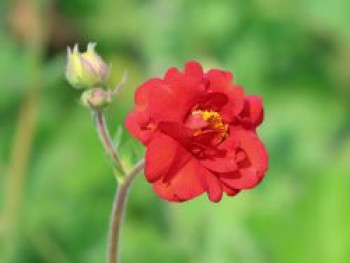 Nelkenwurz 'Mrs. Bradshaw', Geum chiloense 'Mrs. Bradshaw', Containerware von Geum chiloense 'Mrs. Bradshaw'