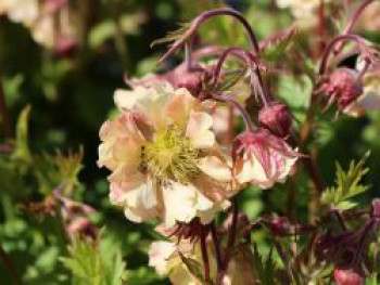 Nelkenwurz 'Pretticoats Peach', Geum chiloense 'Pretticoats Peach', Topfware von Geum chiloense 'Pretticoats Peach'