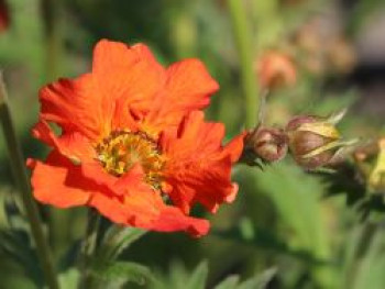 Nelkenwurz 'Rubin', Geum chiloense 'Rubin', Topfware von Geum chiloense 'Rubin'