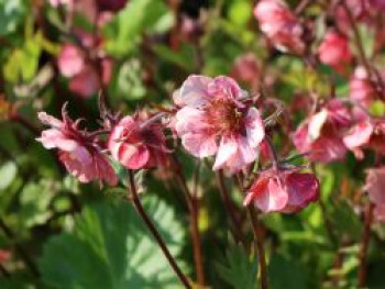 Nelkenwurz Tempo 'Rose', Geum chiloense Tempo 'Rose', Topfware von Geum chiloense Tempo 'Rose'