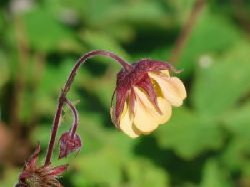 Nelkenwurz 'Carlskaer', Geum coccineum 'Carlskaer', Topfware von Geum coccineum 'Carlskaer'