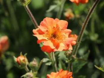 Nelkenwurz 'Totally Tangerine', Geum coccineum 'Totally Tangerine', Topfware von Geum coccineum 'Totally Tangerine'