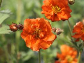 Nelkenwurz 'Werner Arends', Geum coccineum 'Werner Arends', Topfware von Geum coccineum 'Werner Arends'
