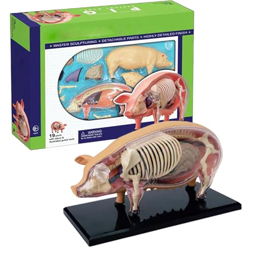 Animal Model - Veterinary Swine for Anatomy, Detachable Parts with Biology Demonstrations, Educational Toy for Classroom Teaching, Schools, Interactive Engagement Professional Environments 15.6inches Animal Model - Veterinary Swine for Anatomy, Detachable Parts with Biology Demonstrations, Educational Toy for Classroom Teaching, Schools, Interactive Engagement Professional Environments 15.6inches von Ghjkldha