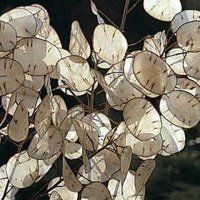 100 Lunaria/Geldpflanze Ehrlichkeit Blumensamen | Code 33 von GiftU4Studio