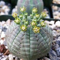 20 Stück Gemischte Sukkulenten Samen Lithops Seltene Wohnsteine Pflanzen Kaktus Home Plant | Code 99 von GiftU4Studio