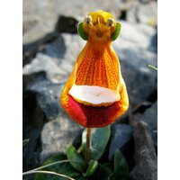 20 Stück Happy Alien | Calceolaria Uniflora Blumensamen Pflanzensamen Selten | Code 120 von GiftU4Studio