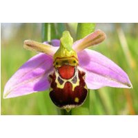 20 Stück Lachende Hummel Orchidee | Ophrys Bomybliflora Blumensamen Pflanzensamen | Code 57 von GiftU4Studio