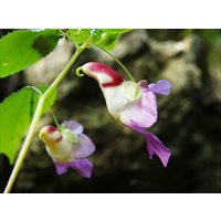 20 Stück Papagei Blume | Impatiens Psittacina Blumensamen Pflanzensamen | Code 59 von GiftU4Studio