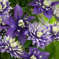 25 Double Dark Purple Clematis Samen Blume Saatblumen Dauer | Code 117 von GiftU4Studio