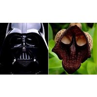 30 Stück Darth Vader | Aristolochia Salvadorensis Blumensamen | Code 44 von GiftU4Studio