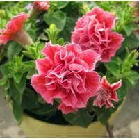 50 Stk./Beutel Petunia Samen, Doppelblüten Petunien Blumensamen | Code 92 von GiftU4Studio