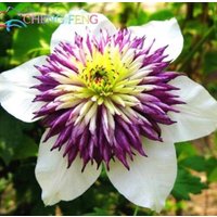 50 Stück/Lot Mix Wunderschöne Clematis Samen Bonsai Blumensamen | Code 59 von GiftU4Studio