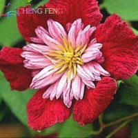 50 Stück/Lot Mix Wunderschöne Clematis Samen Bonsai Blumensamen | Code 72 von GiftU4Studio