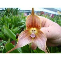 50 Stück Affe Gesicht Orchidee Blumensamen Pflanzensamen Bonsai Home Garden Dekor | Code57 von GiftU4Studio