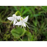 50 Stück Engel Orchidee | Habenaria Grandifloriformis Blumensamen Pflanzensamen | Code 58 von GiftU4Studio