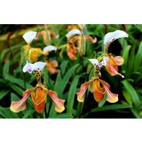 50 Stück Lady Slipper Orchidee Samen Seltene Schöne Bonsai Pflanzen Im Garten | Code 95 von GiftU4Studio
